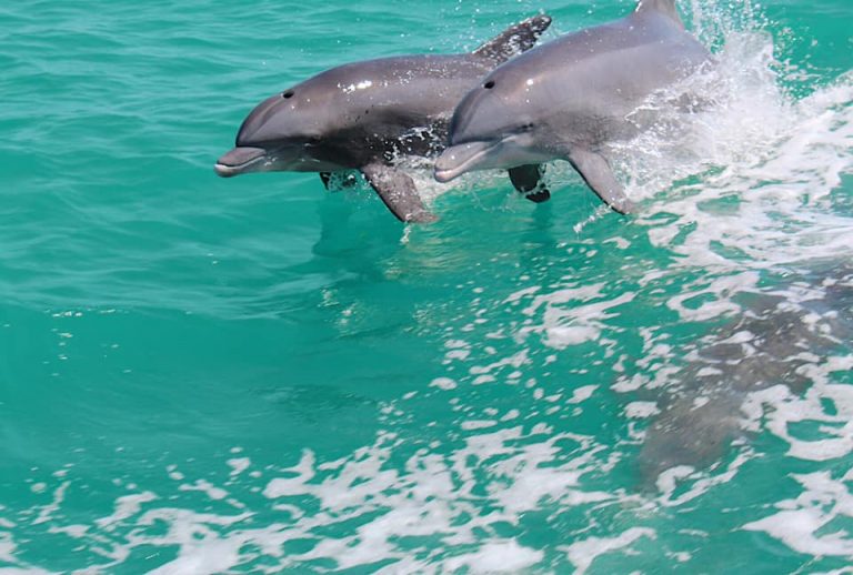 Dolphin Sighting Tours In Clearwater Florida Little Toot