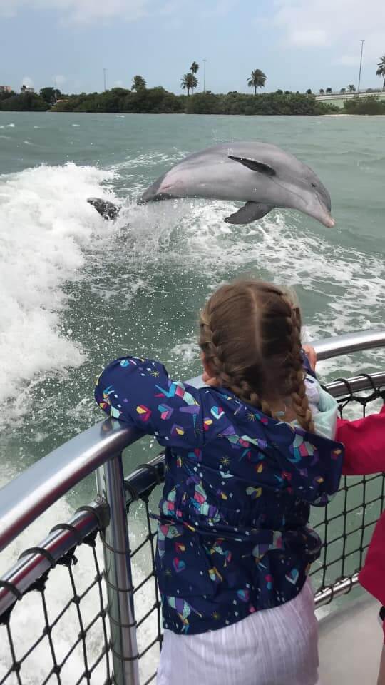 dolphin tour tampa florida